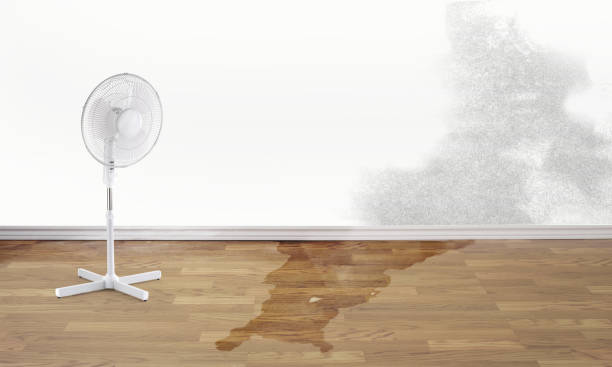 Best Water damage restoration company  in Pamplico, SC