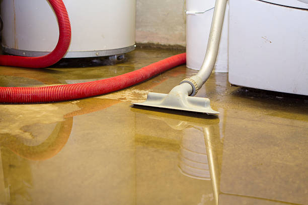 Best Mold removal after water damage  in Pamplico, SC