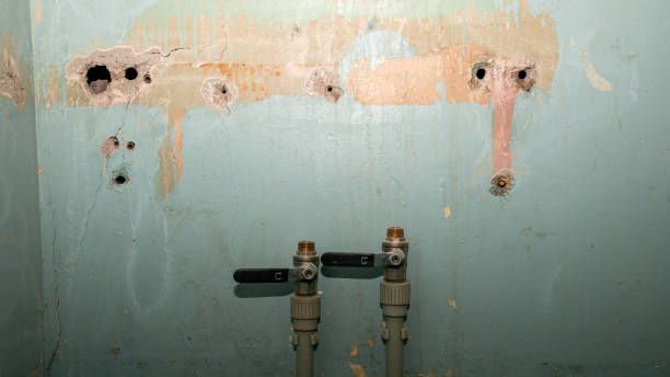 Best Basement water damage restoration  in Pamplico, SC