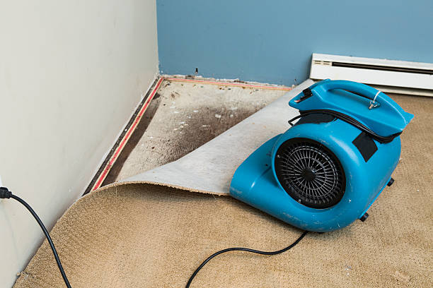 Best Flood damage cleanup  in Pamplico, SC